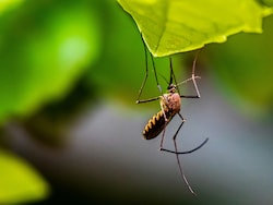 In A First, Mosquitoes Discovered In Iceland