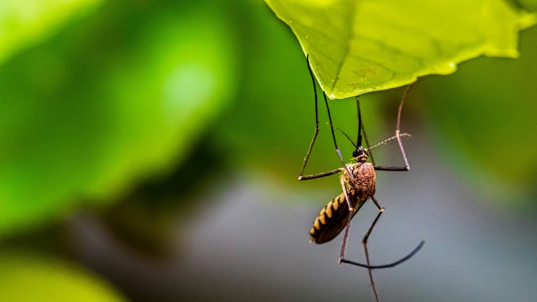 In A First, Mosquitoes Discovered In Iceland In A First, Mosquitoes Discovered In Iceland