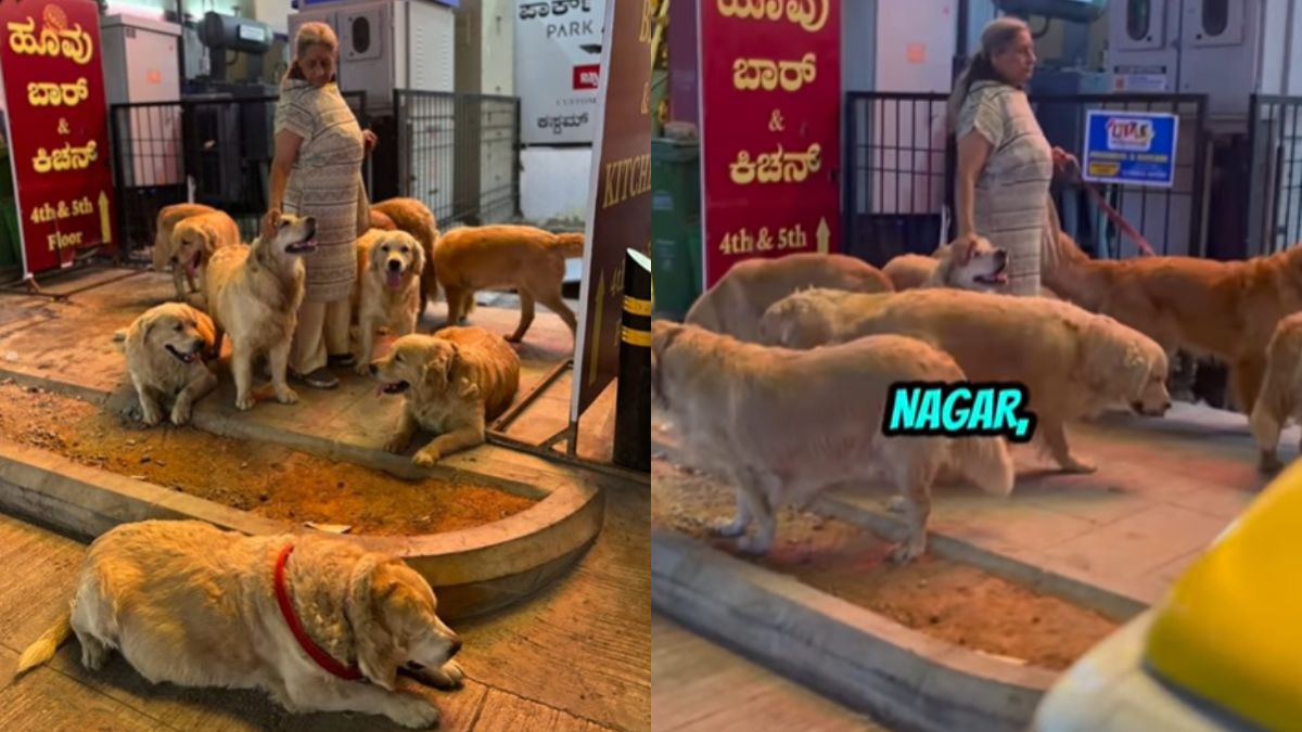 Bengaluru Woman On Stroll With 28 Golden Retrievers Goes Viral, Internet Says 'We Love Her'