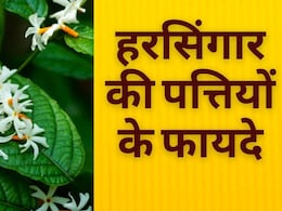 क्या आप जानते हैं हरसिंगार (पारिजात) किस बीमारी में काम आता है? बुखार उतारने के आयुर्वेदिक उपाय में रामबाण हैं ये पत्ते क्या आप जानते हैं हरसिंगार (पारिजात) किस बीमारी में काम आता है? बुखार उतारने के आयुर्वेदिक उपाय में रामबाण हैं ये पत्ते