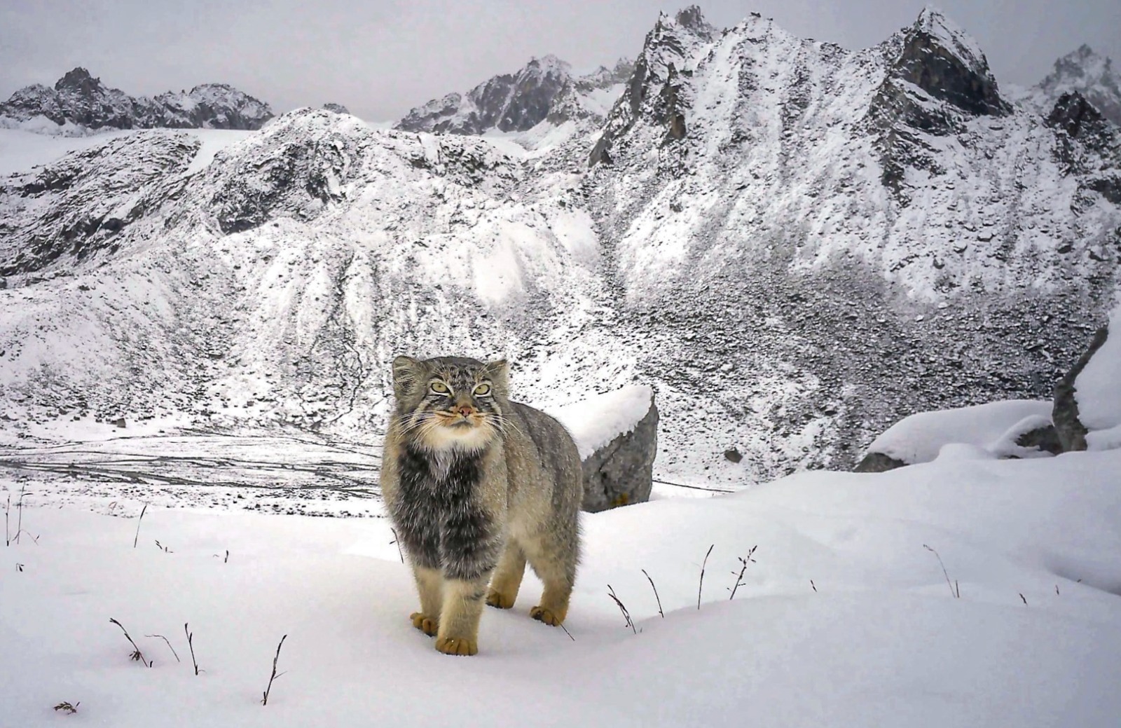 Elusive Pallas' Cat Caught On Camera For First Time In Arunachal