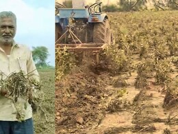 Akola News : गंगामाई रुसली, 10 एकर शेतातील पिकं आडवी झाली; अकोल्यातील शेतकरी उद्ध्वस्त