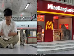 Watch: Meowdonalds, Metro And More - Chinese YouTuber Builds City For Cats Watch: Meowdonalds, Metro And More - Chinese YouTuber Builds City For Cats