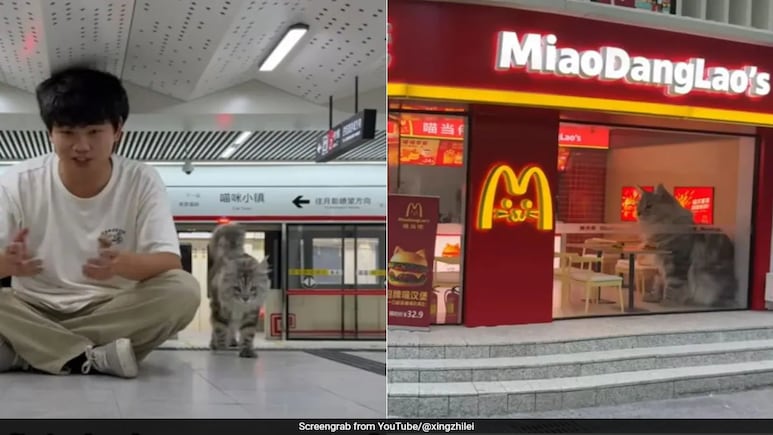 Watch: Meowdonalds, Metro And More - Chinese YouTuber Builds City For Cats Watch: Meowdonalds, Metro And More - Chinese YouTuber Builds City For Cats