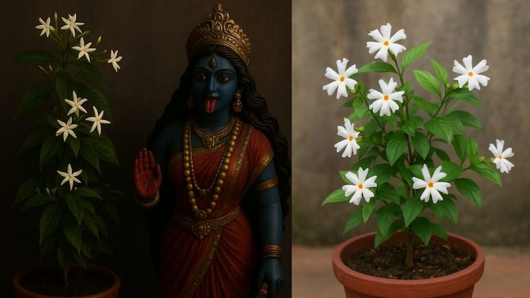 रात में खिलने वाला ये फूल मां काली को है बेहद पसंद, माली ने बताया ऐसा सीक्रेट फूलों से लबालब हो जाएगा गमला