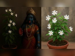 रात में खिलने वाला ये फूल मां काली को है बेहद पसंद, माली ने बताया ऐसा सीक्रेट फूलों से लबालब हो जाएगा गमला रात में खिलने वाला ये फूल मां काली को है बेहद पसंद, माली ने बताया ऐसा सीक्रेट फूलों से लबालब हो जाएगा गमला