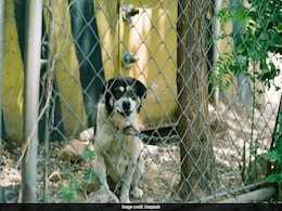 FBI's Drug Burn Causes Health Crisis At Montana Animal Shelter, Staff Members Hospitalised FBI's Drug Burn Causes Health Crisis At Montana Animal Shelter, Staff Members Hospitalised