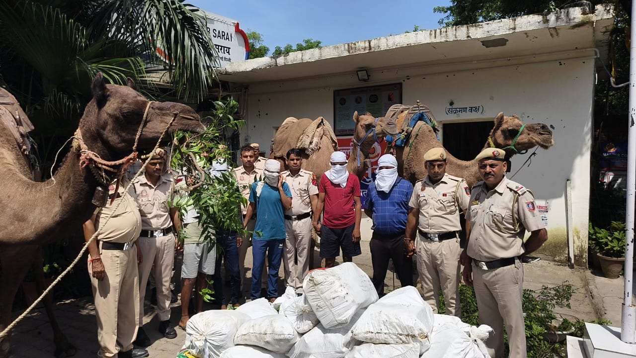 ऊंट से शराब की तस्करी... पुलिस से बचने का क्या गजब का था तरीका, ऐसे खुला भेद, पांच गिरफ्तार