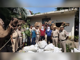 ऊंट से शराब की तस्करी... पुलिस से बचने का क्या गजब का था तरीका, ऐसे खुला भेद, पांच गिरफ्तार