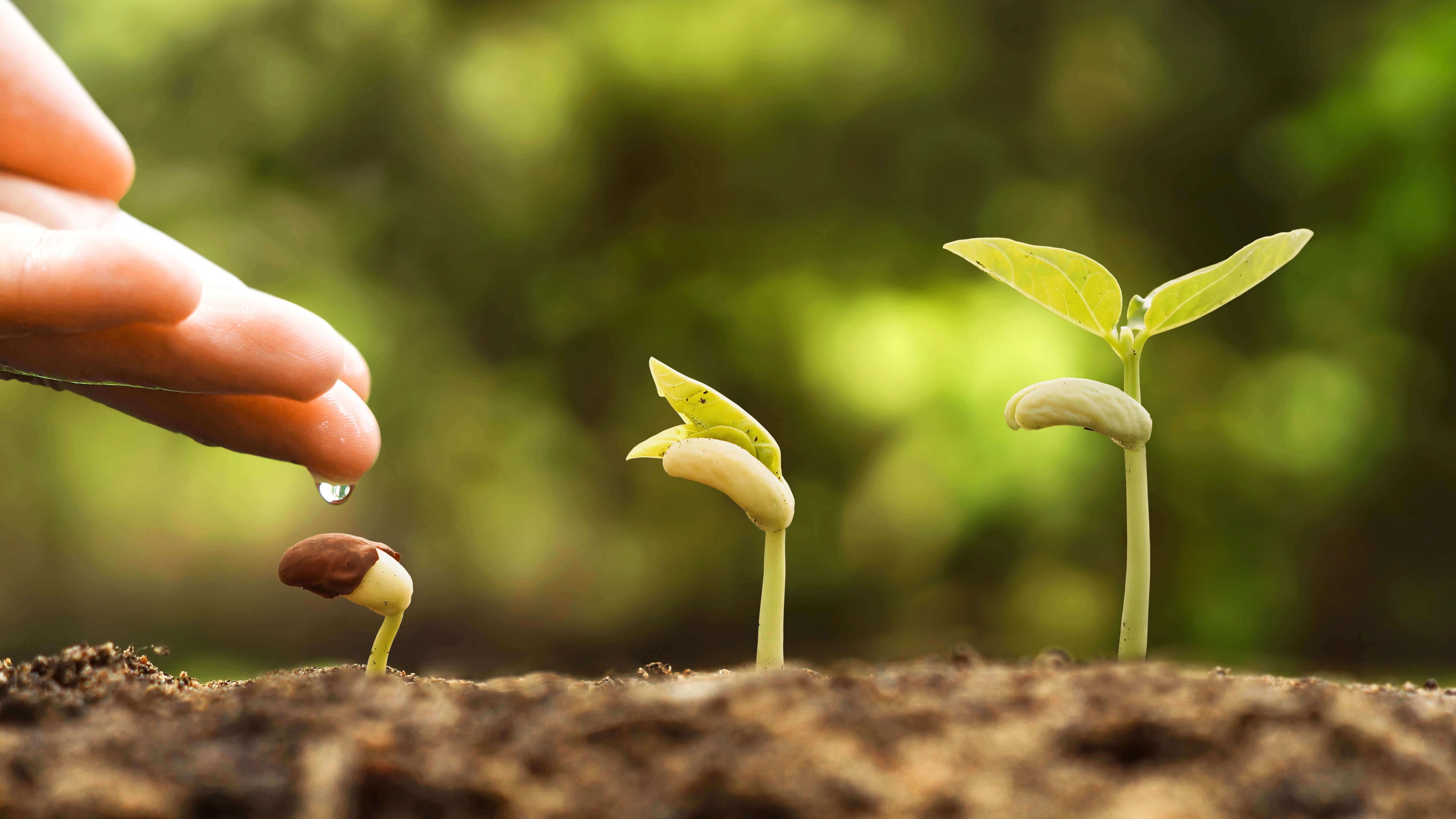 Advance Agrolife IPO Opens For Subscription Today — Key Details To Know Before Bidding: HDFC Securities Report