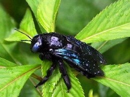 काले भंवरे से सावधान रहें... काटने से जा सकती है जान, 65 साल के बुजुर्ग की मौत से बाड़मेर में दहशत