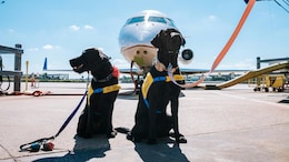 Rome Airport Opens Luxury Dog Hotel With Spa-Style Pampering For Pets