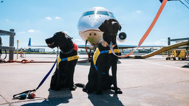 Rome Airport Opens Luxury Dog Hotel With Spa-Style Pampering For Pets