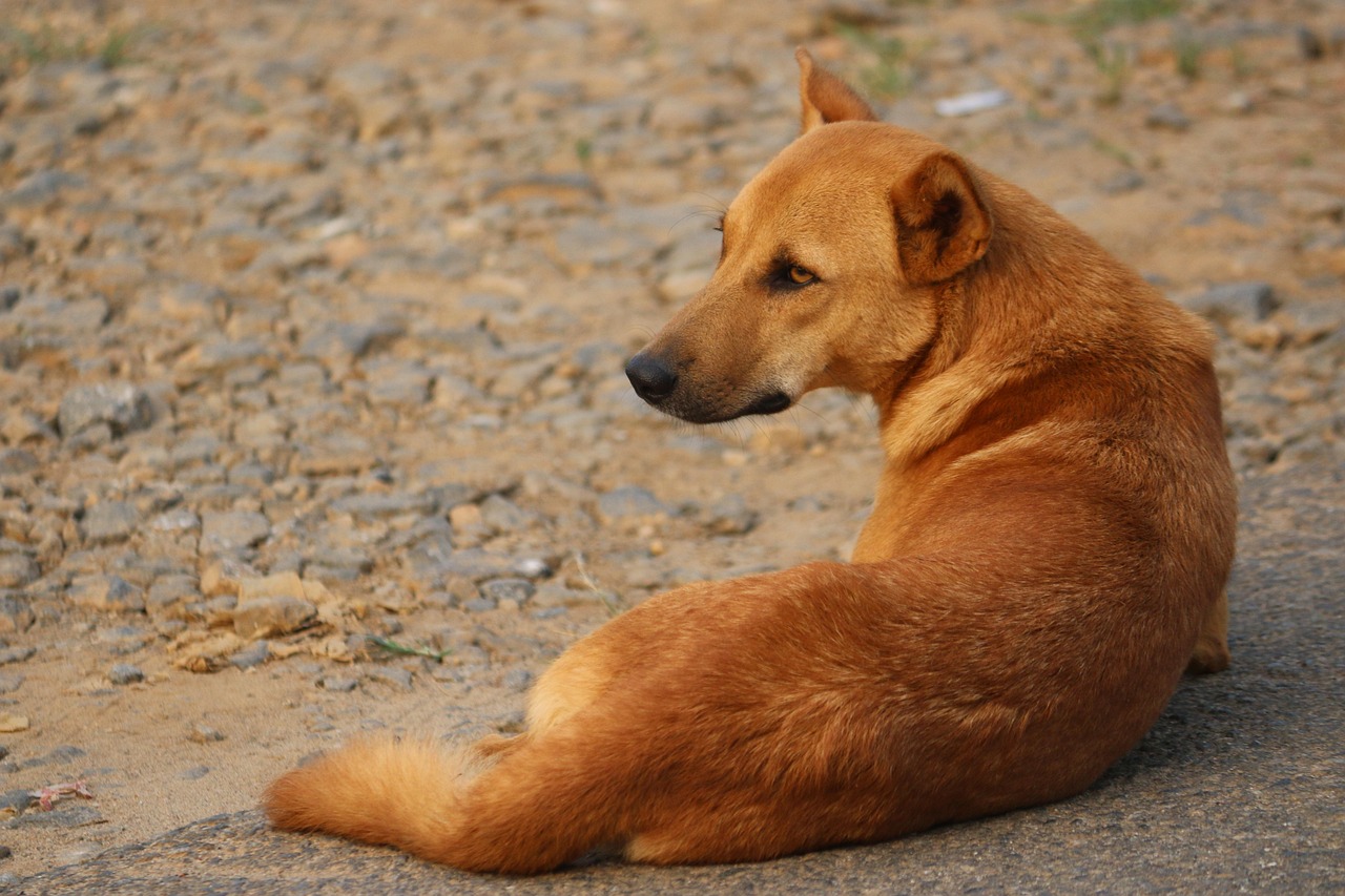 UP Orders 'Life Imprisonment' For Stray Dogs Who Bite Humans Twice