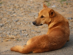 Dog Bites Woman On Face As She Steps Out Of Toilet In Karnataka Court