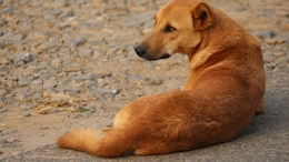 Uttar Pradesh Orders 'Life Imprisonment' For Stray Dogs Who Bite Humans Twice