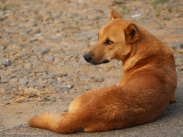 Dog Bites Woman On Face As She Steps Out Of Toilet In Karnataka Court Dog Bites Woman On Face As She Steps Out Of Toilet In Karnataka Court