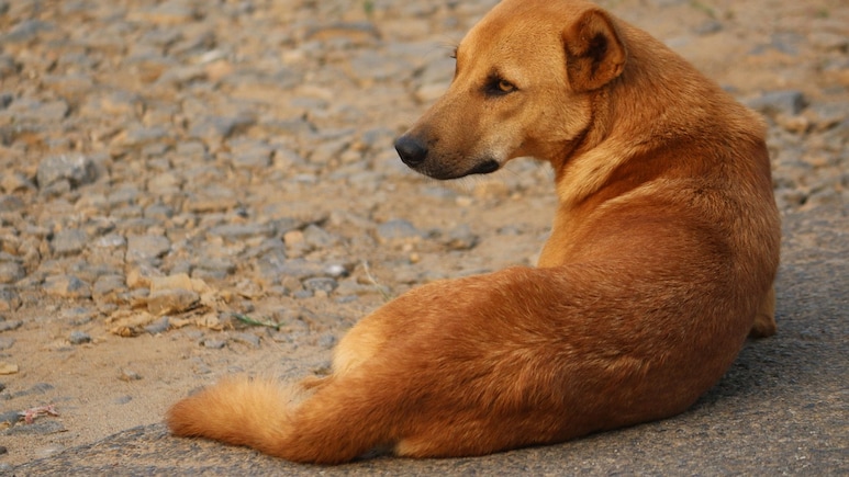 Dog Bites Woman On Face As She Steps Out Of Toilet In Karnataka Court Dog Bites Woman On Face As She Steps Out Of Toilet In Karnataka Court