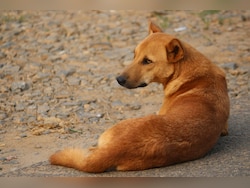 Outrage In Chhattisgarh As Teachers Asked To Track Stray Dogs At Schools
