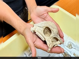 World's Oldest Dome-Headed Dinosaur Found In Mongolia, And It's Almost Perfectly Preserved World's Oldest Dome-Headed Dinosaur Found In Mongolia, And It's Almost Perfectly Preserved