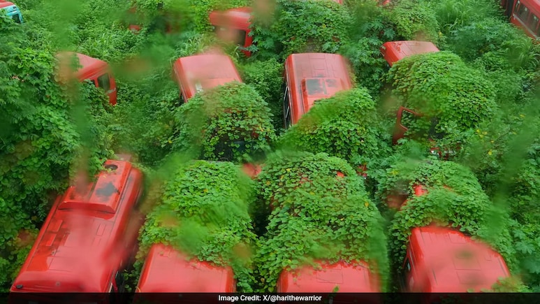 Over 100 Wet-Leased Buses Lie Unused At Mumbai Depot, Covered In Vegetation Over 100 Wet-Leased Buses Lie Unused At Mumbai Depot, Covered In Vegetation