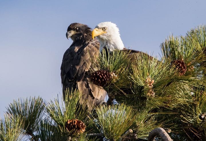Meet Jackie and Shadow, the most popular bald eagles in the world. Photo: Author Meet Jackie and Shadow, the most popular bald eagles in the world. Photo: Author