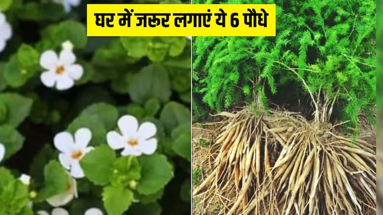 तुलसी के अलावा इन 6 जड़ी-बूटियों को भी आंगन में उगा सकते हैं आप, कई बीमारियों का घर पर ही हो जाएगा इलाज तुलसी के अलावा इन 6 जड़ी-बूटियों को भी आंगन में उगा सकते हैं आप, कई बीमारियों का घर पर ही हो जाएगा इलाज