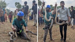 50 फीट गहरे कुंए में दो विशाल अजगर... 8 महीने महीने बाद निकले बाहर, ग्रामीणों में थी दहशत