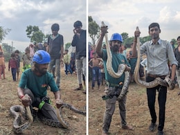 50 फीट गहरे कुंए में दो विशाल अजगर... 8 महीने महीने बाद निकले बाहर, ग्रामीणों में थी दहशत