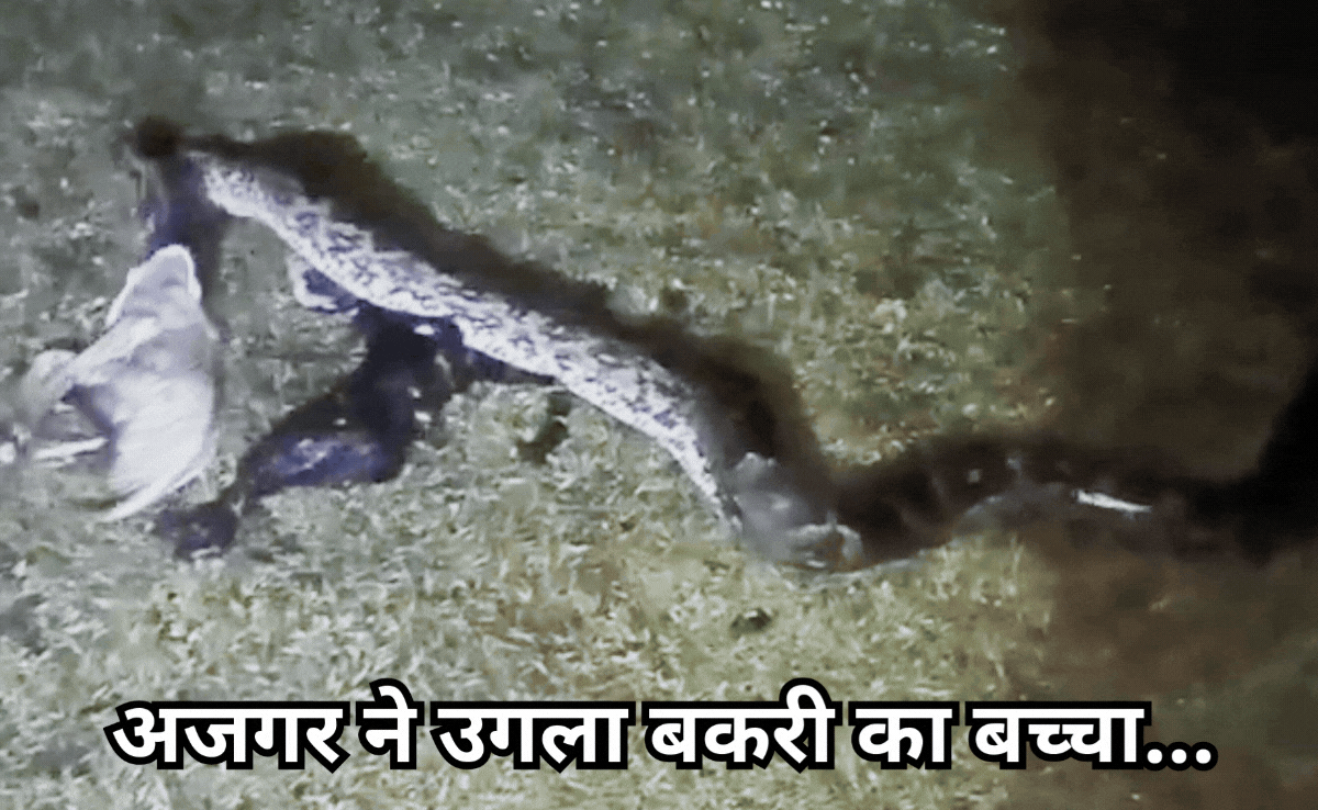 Giant Python: विशालकाय अजगर ने बकरी के दो बच्चों को बनाया निवाला, कैमरे में कैद हुआ हैरतअंगेज नजारा