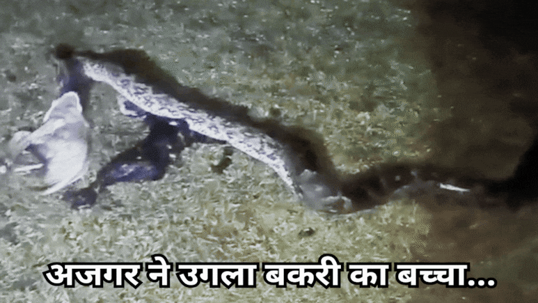 Giant Python: विशालकाय अजगर ने बकरी के दो बच्चों को बनाया निवाला, कैमरे में कैद हुआ हैरतअंगेज नजारा Giant Python: विशालकाय अजगर ने बकरी के दो बच्चों को बनाया निवाला, कैमरे में कैद हुआ हैरतअंगेज नजारा