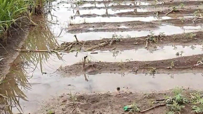 बड़वानी में बारिश और क्षतिग्रस्त नहर से तबाह हो रही किसानों की फसल, खेतों में भरा पानी