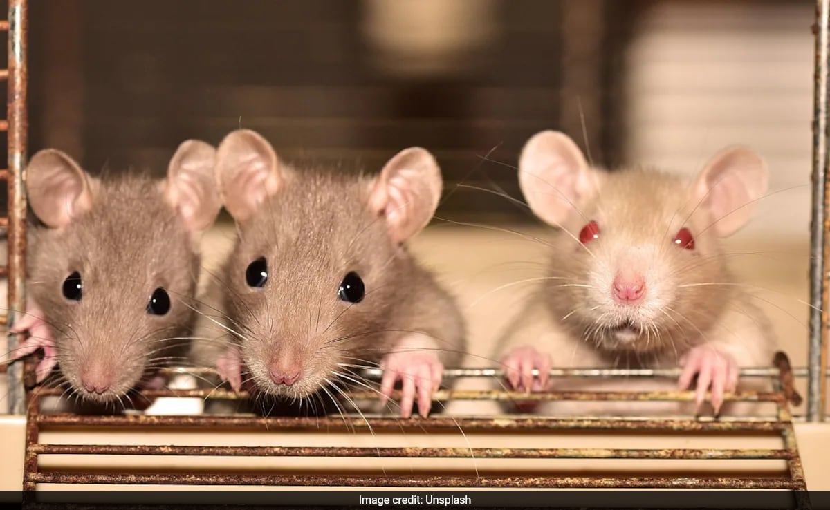 New York City Rats Are Highly Social With Their Own Neighbourhood ...