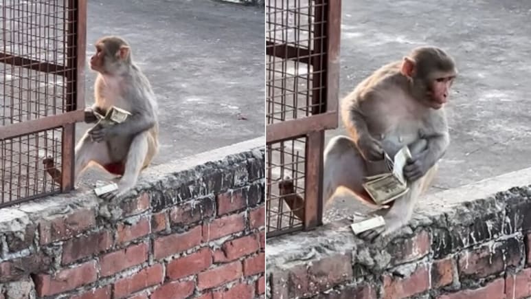 महिला के पर्स से 10 हजार रुपये लेकर भागा बंदर, छत पर जा बैठा, पैसे वापस लेने के लिए दी गई फ्रूटी और फिर जो हुआ...