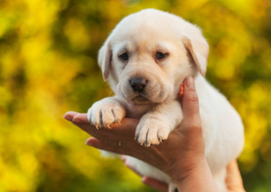 Pet Wellness Trends: क्या आप भी अपने पेट्स को दे रहे हैं ये थेरेपी, जाने क्या है 'डोगा'?