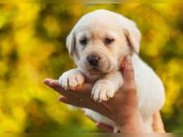 Pet Wellness Trends: क्या आप भी अपने पेट्स को दे रहे हैं ये थेरेपी, जाने क्या है 'डोगा'? Pet Wellness Trends: क्या आप भी अपने पेट्स को दे रहे हैं ये थेरेपी, जाने क्या है 'डोगा'?