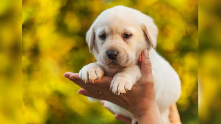 Pet Wellness Trends: क्या आप भी अपने पेट्स को दे रहे हैं ये थेरेपी, जाने क्या है 'डोगा'? Pet Wellness Trends: क्या आप भी अपने पेट्स को दे रहे हैं ये थेरेपी, जाने क्या है 'डोगा'?
