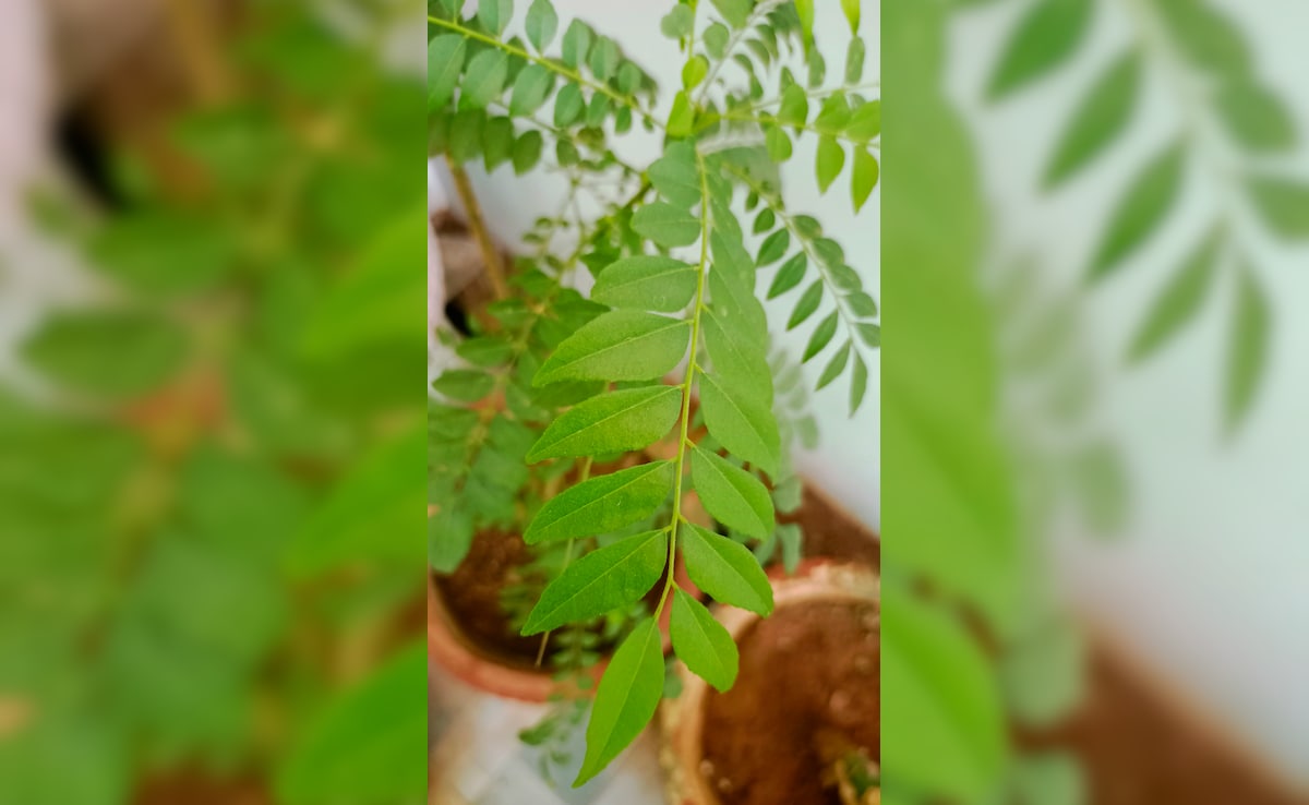 high blood pressure,hypertension,cardiovascular health,lower blood pressure,curry leaves benefits,heart disease prevention,curry leaves for high blood pressure Latest and Breaking News on NDTV
