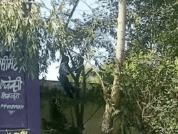 Rajasthan: सरकारी स्कूल में ऊंचाई पर चढ़ाकर छात्रा से कुल्हाड़ी से कटवाया पेड़, वीडियो से मचा हड़कंप Rajasthan: सरकारी स्कूल में ऊंचाई पर चढ़ाकर छात्रा से कुल्हाड़ी से कटवाया पेड़, वीडियो से मचा हड़कंप
