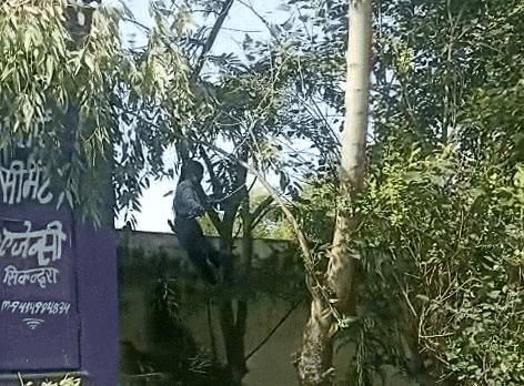 Rajasthan: सरकारी स्कूल में ऊंचाई पर चढ़ाकर छात्रा से कुल्हाड़ी से कटवाया पेड़, वीडियो से मचा हड़कंप Rajasthan: सरकारी स्कूल में ऊंचाई पर चढ़ाकर छात्रा से कुल्हाड़ी से कटवाया पेड़, वीडियो से मचा हड़कंप