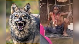 Jodhpur: भेड़िए के काटने के बाद अजीब हरकत कर रहे युवक की मदद के बाद भी नहीं बच सकी जान