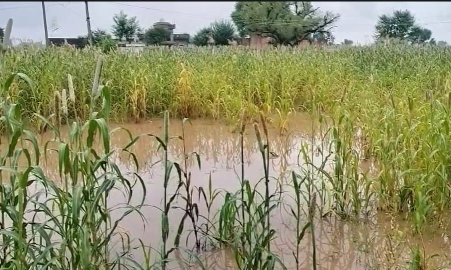 फसलों में भरा पानी. फसलों में भरा पानी.