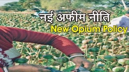 राजस्थान के अफीम किसानों की बल्ले-बल्ले... जारी हुई 2025-26 की नई नीति, जान लें क्या है नई गाइडलाइन