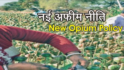 राजस्थान के अफीम किसानों की बल्ले-बल्ले... जारी हुई 2025-26 की नई नीति, जान लें क्या है नई गाइडलाइन