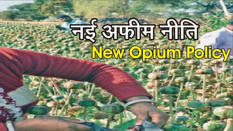 राजस्थान के अफीम किसानों की बल्ले-बल्ले... जारी हुई 2025-26 की नई नीति, जान लें क्या है नई गाइडलाइन