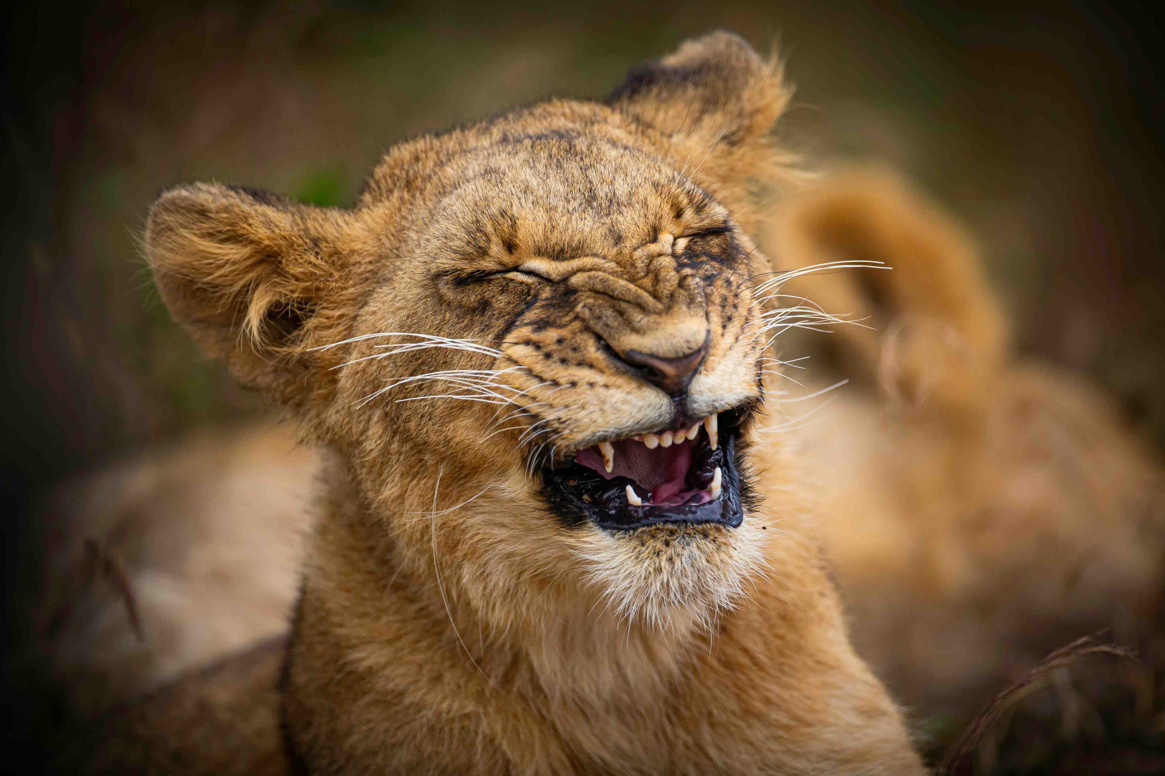 Photo: Nairobi National Park/Unsplash Photo: Nairobi National Park/Unsplash