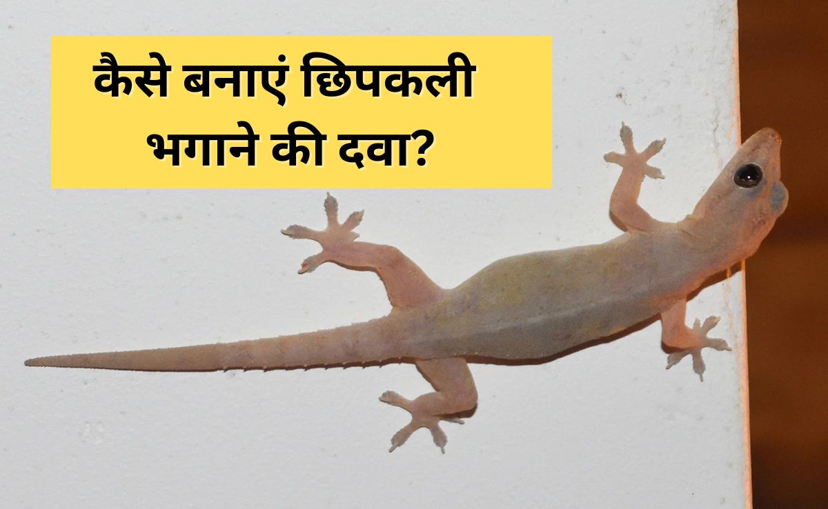 छिपकली भगाने वाली दवा बनाने का आसान तरीका, एक बार के इस्तेमाल के बाद कभी नहीं दिखेंगी छिपकलियां