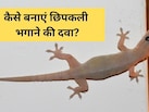 दीवारों पर रेंगती छिपकलियों से परेशान? अपनाएं ये घरेलू ट्रिक, तुरंत मिलेगा छुटकारा | Lizards Ko Kaise Bhagaye