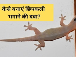 दीवारों पर रेंगती छिपकलियों से परेशान? अपनाएं ये घरेलू ट्रिक, तुरंत मिलेगा छुटकारा