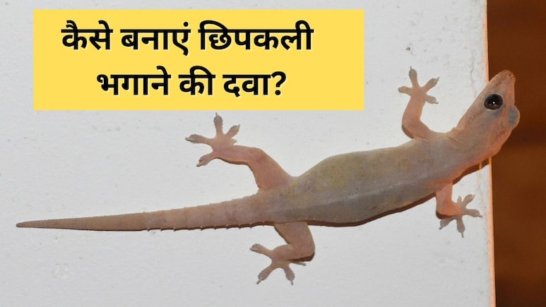 दीवारों पर रेंगती छिपकलियों से परेशान? अपनाएं ये घरेलू ट्रिक, तुरंत मिलेगा छुटकारा